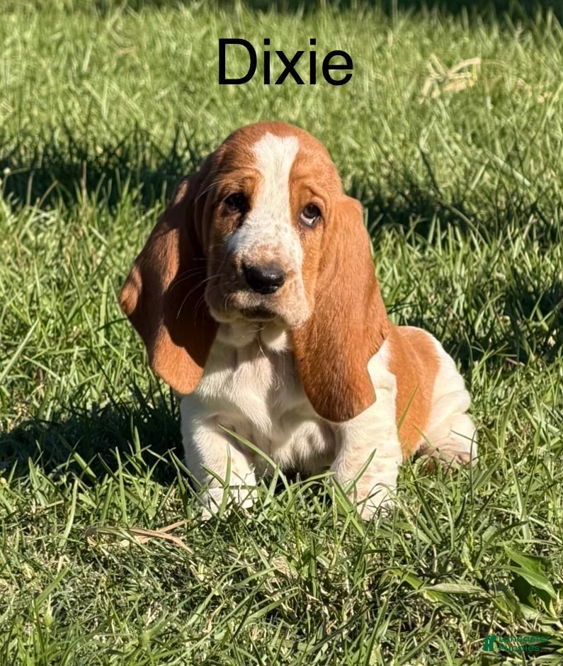 Basset Hound dogs for sale: Dixie - Ad 1