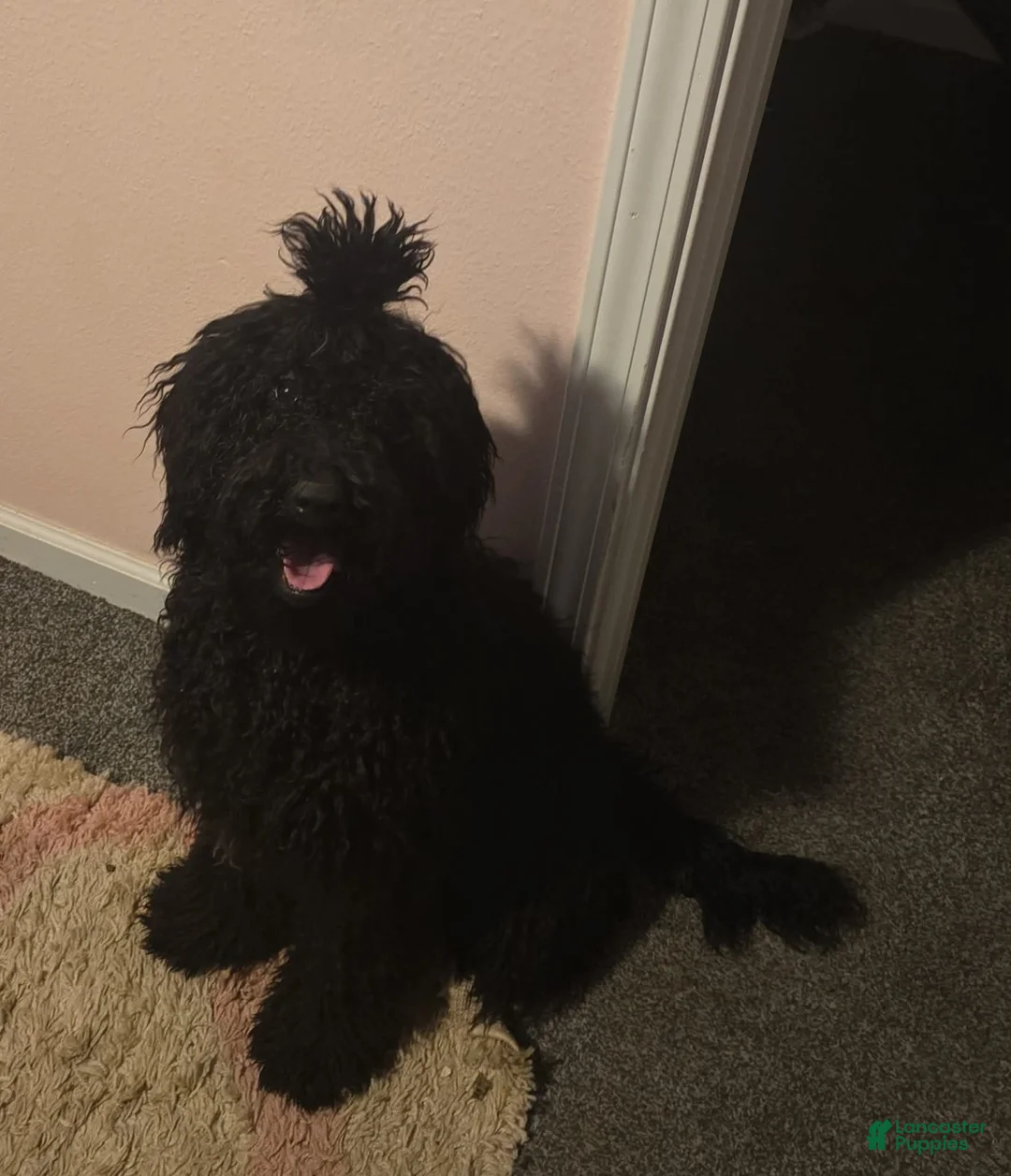 Goldendoodle dogs for sale: Goldendoodle 1 - Ad 2