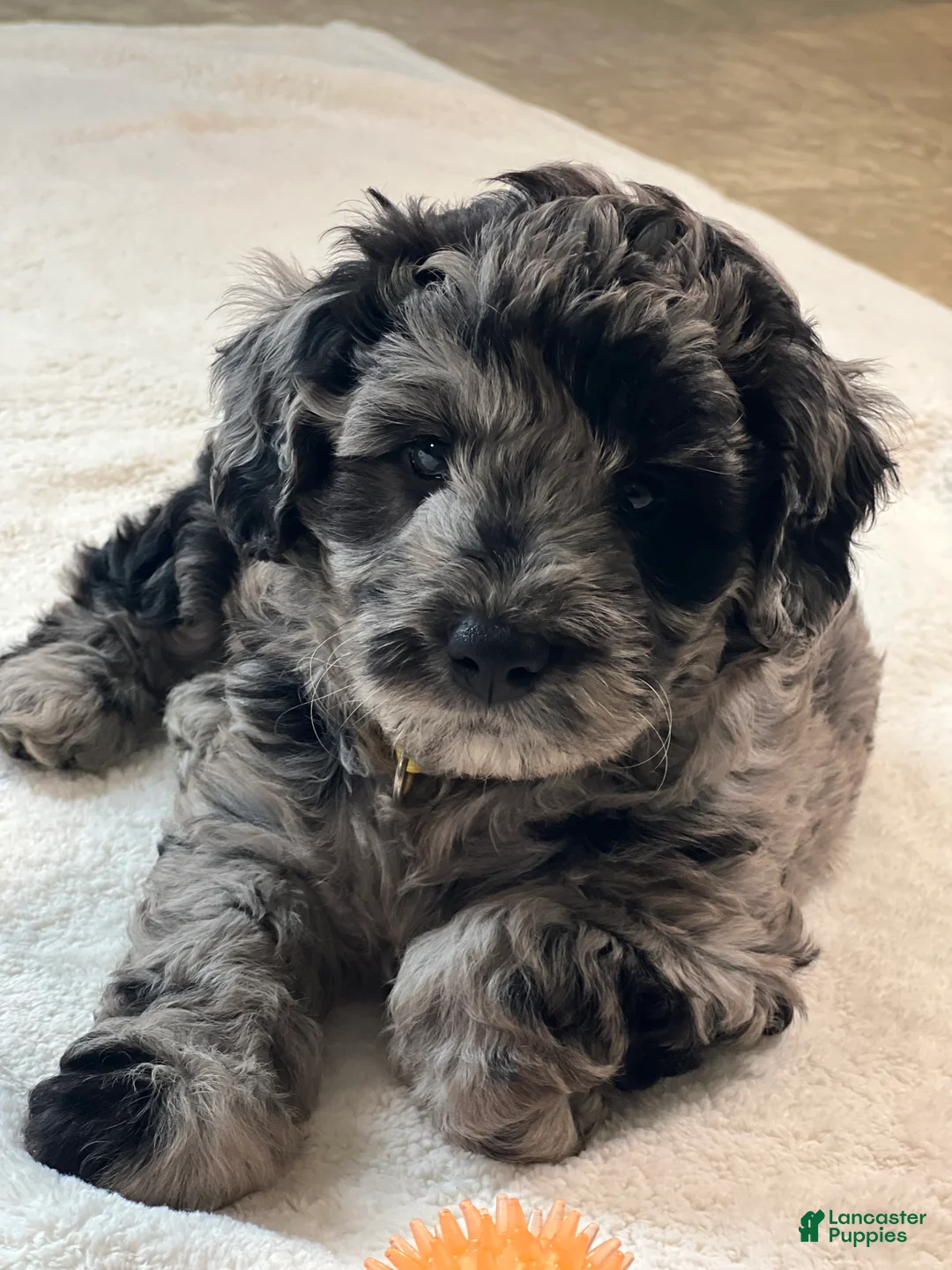 Mini Goldendoodle dogs for sale: Poppi Mini Goldendoodle Puppy  - Ad 1