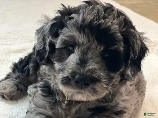 Mini Goldendoodle dogs for sale: Poppi Mini Goldendoodle Puppy - Ad 3