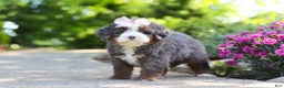 Mini Bernedoodle dogs for sale: Sophie - Ad 4