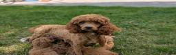 Miniature Poodle dogs for sale: Scoobie - Ad 6