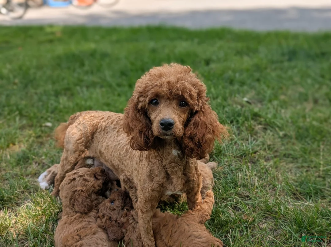 Miniature Poodle dogs for sale: Scoobie - Ad 6