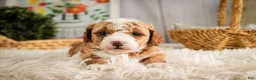 Miniature Poodle dogs for sale: Eden - Ad 1
