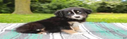 Australian Shepherd dogs for sale: Skipper - Ad 1