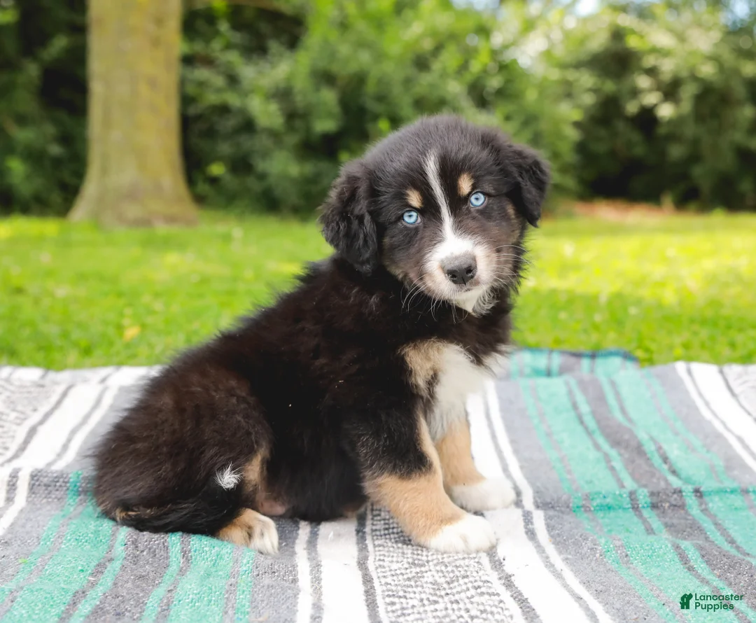 Australian Shepherd dogs for sale: Skipper - Ad 1