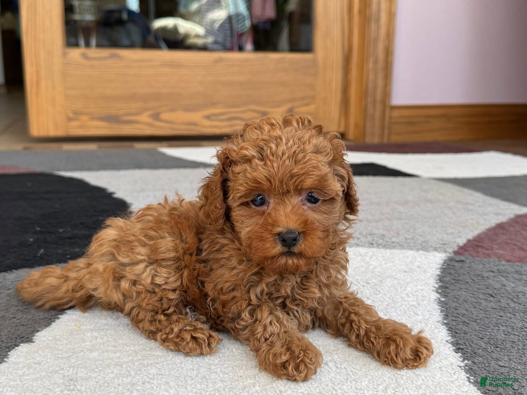 Maltipoo dogs for sale: Shanna - Ad 7