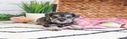 Miniature Schnauzer dogs for sale: Ava  - Ad 4