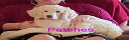 Standard Poodle dogs for sale: Patches - Ad 7