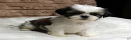 Shih Tzu dogs for sale: Ollie - Ad 3