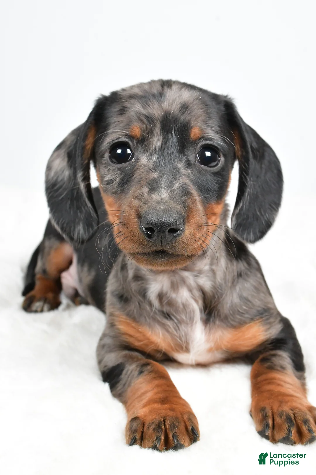 Dachshund dogs for sale: Charlie - Ad 7