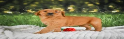 Golden Retriever dogs for sale: Sophie - Ad 3