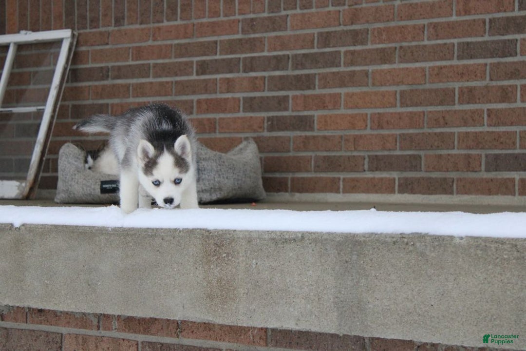 Pomsky dogs for sale: Sparkle - Ad 3