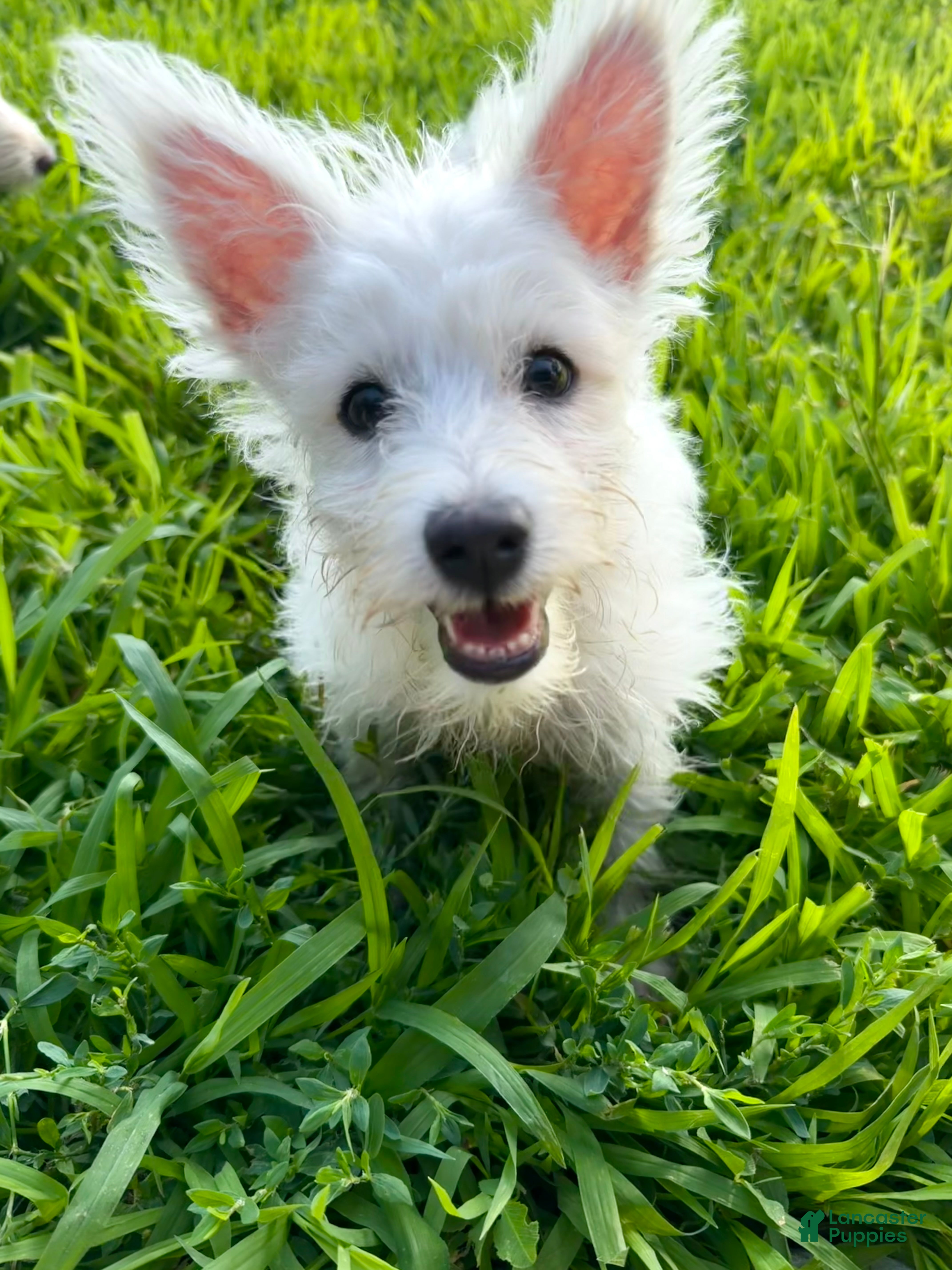 Westiepoo dogs cupcake - Ad 2