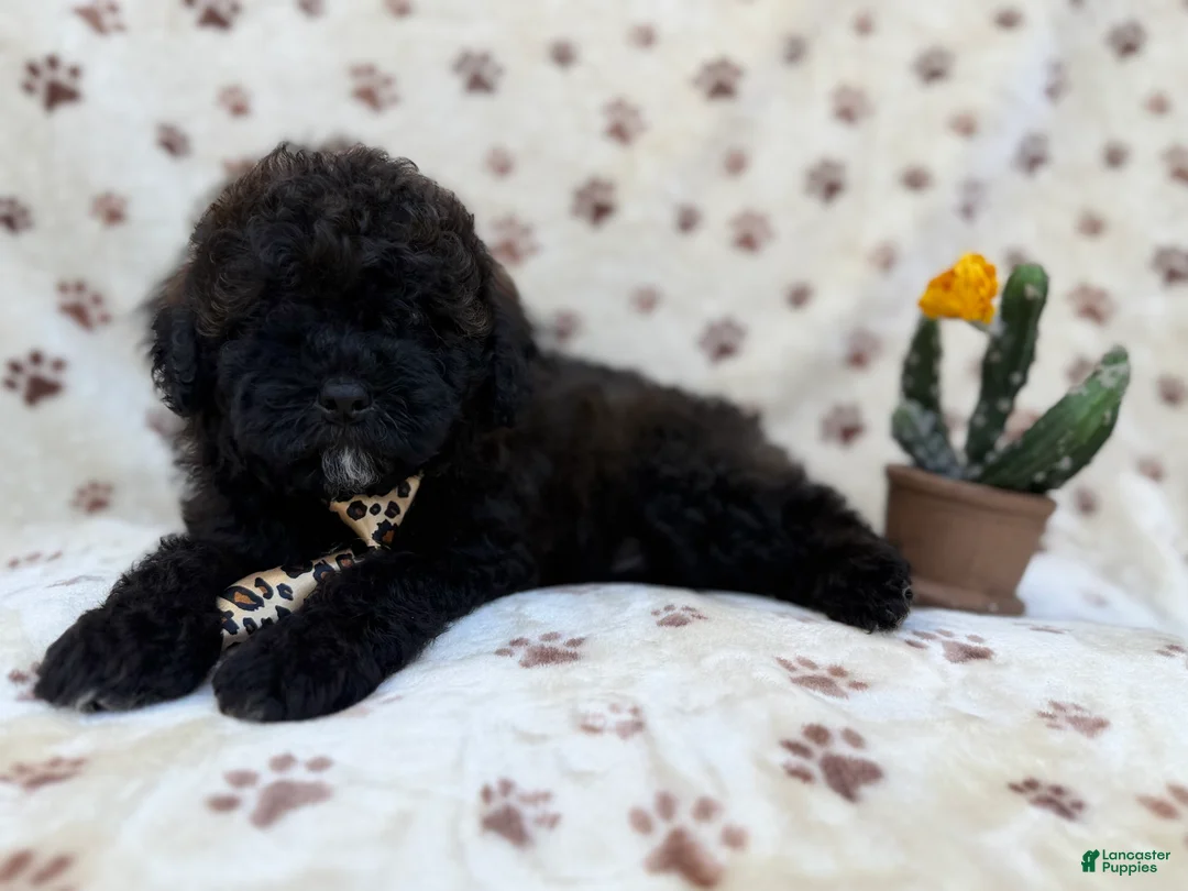Shihpoo dogs for sale: Buddy - Ad 3