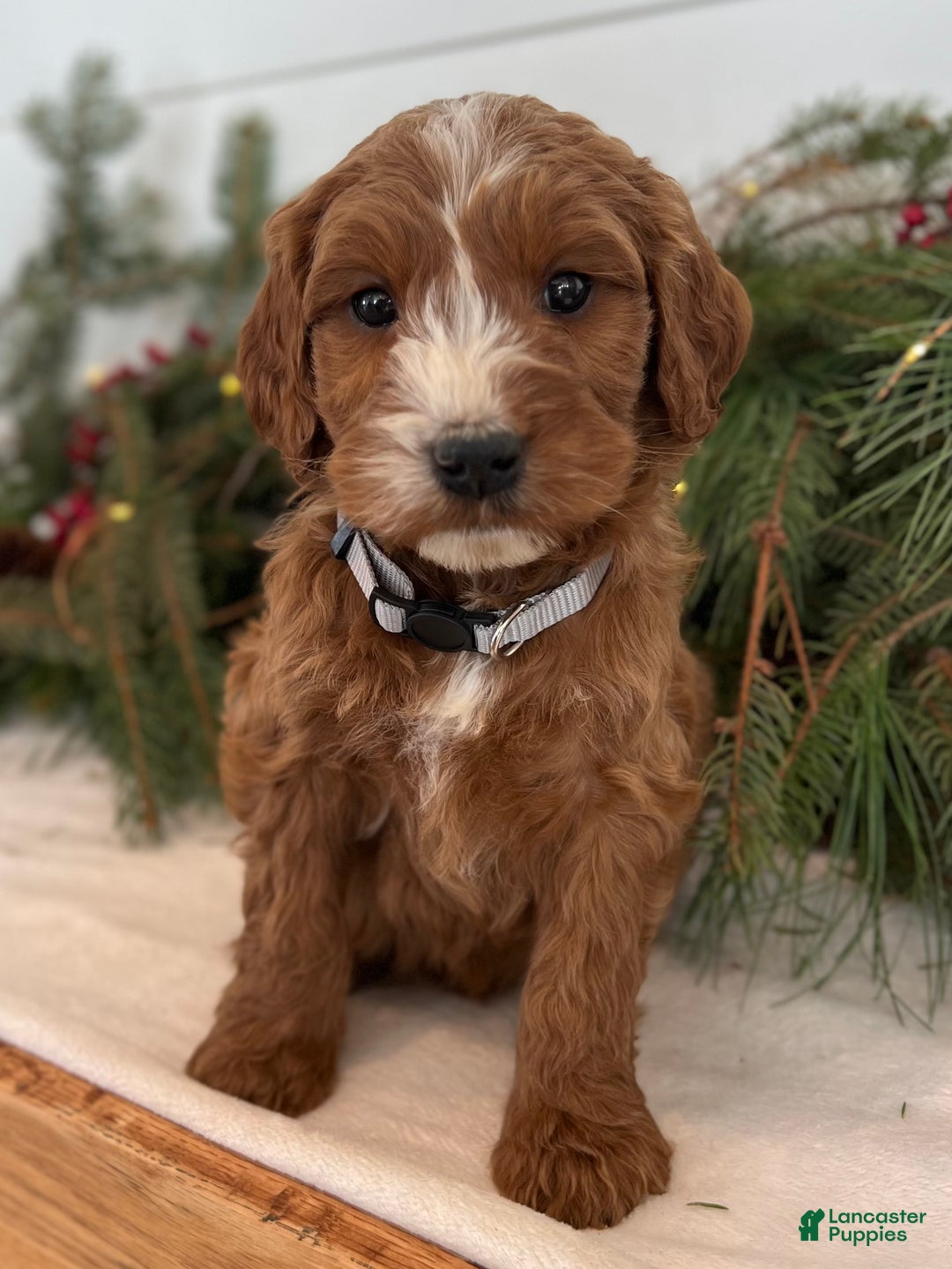 Irish Doodle dogs for sale: Asher - Ad 24