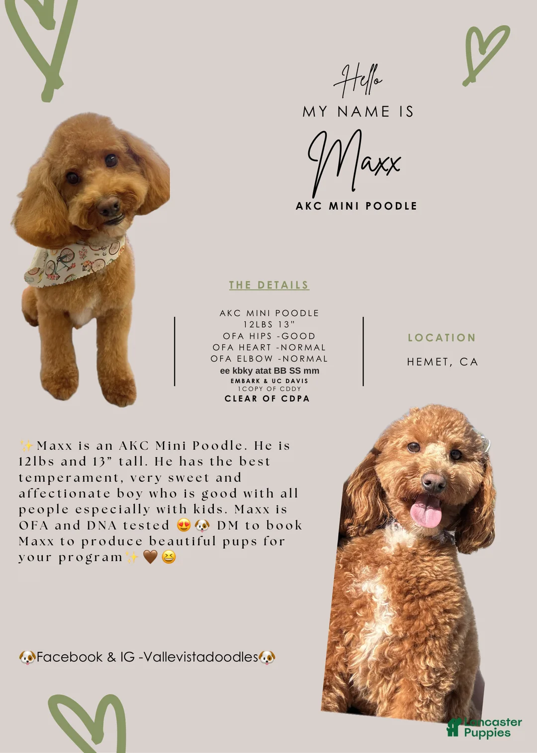 Miniature Poodle dogs for stud: Stud service - Ad 1