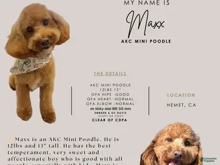 Miniature Poodle dogs Stud service - Ad 10
