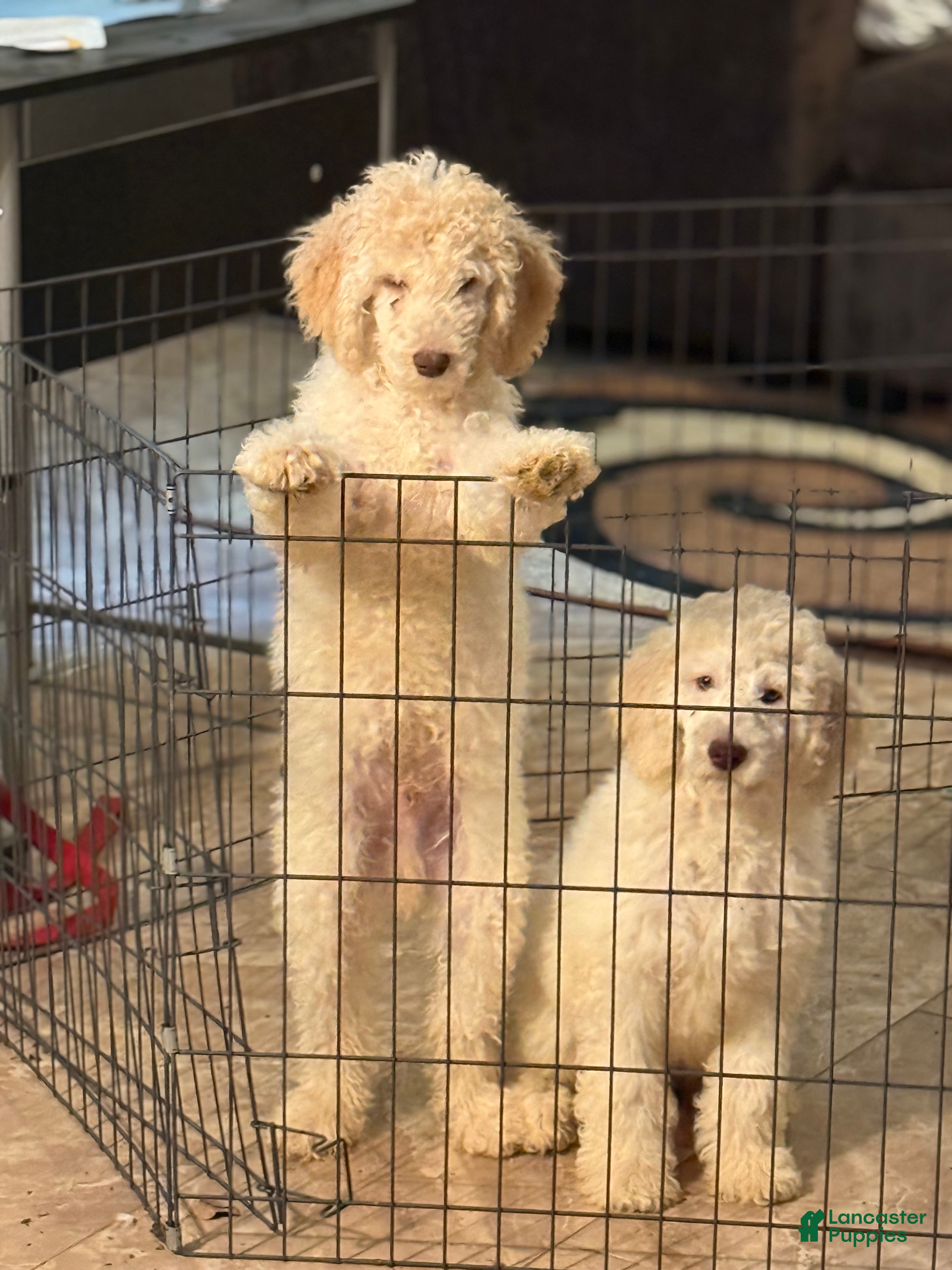 Standard Poodle dogs Standard Poodle 1 - Ad 2