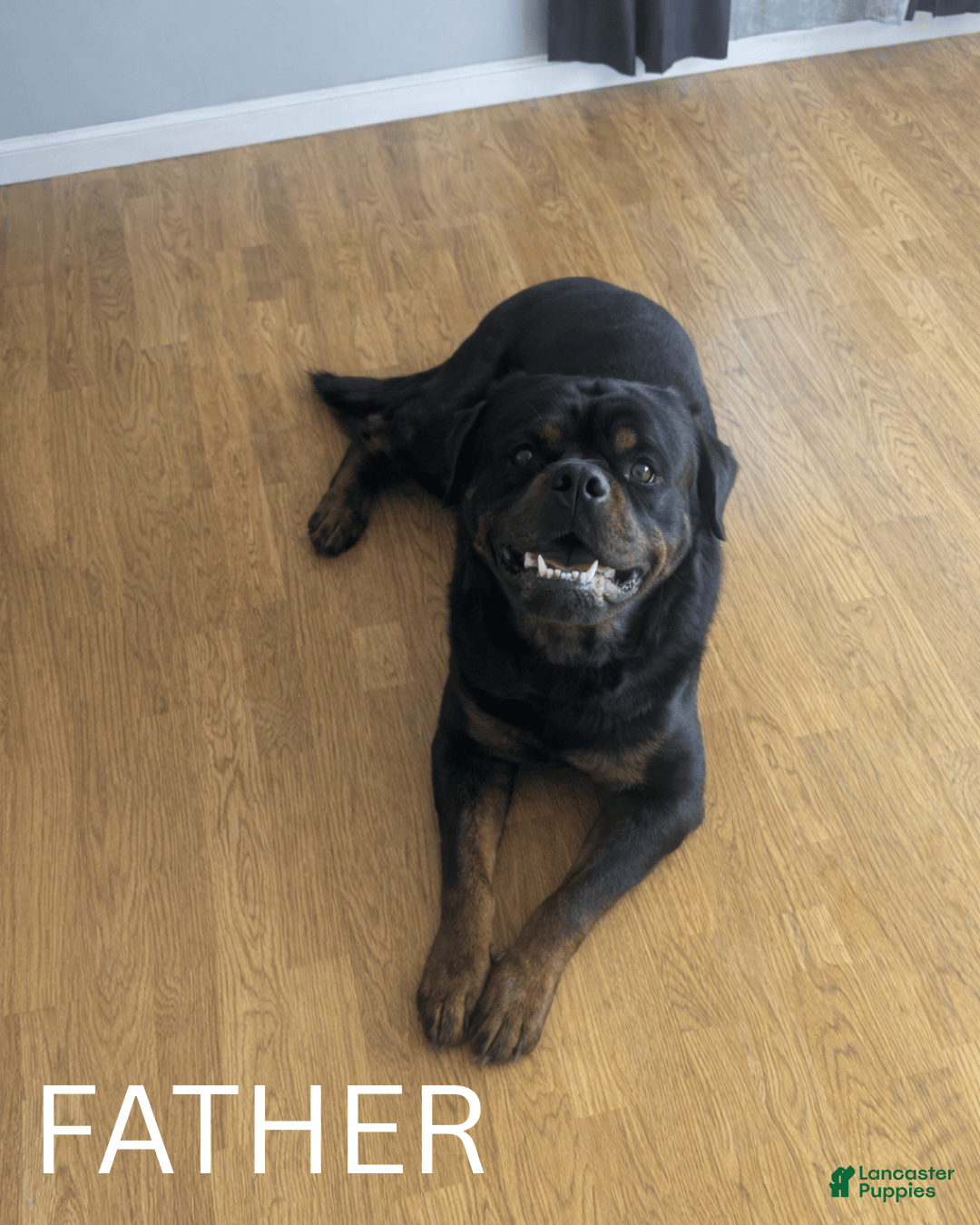 Rottweiler dogs Anya - Ad 2