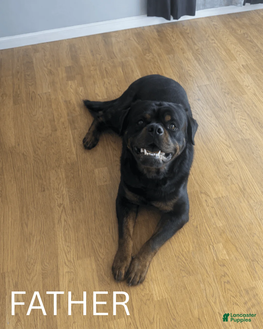 Rottweiler dogs for sale: Rottweiler Puppy- Purple - Ad 5