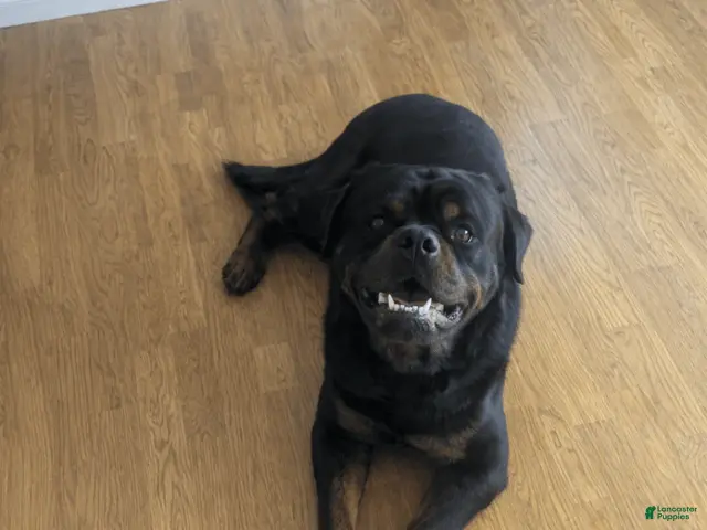 Rottweiler dogs Anya - Ad 2