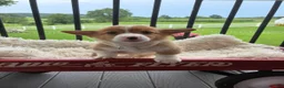 Welsh Corgi Pembroke dogs for sale: Bandit - Ad 5