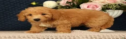 Bichpoo dogs for sale: Jasper - Ad 6
