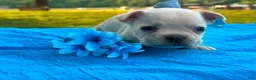 French Bulldog dogs for sale: Surprise - Ad 1