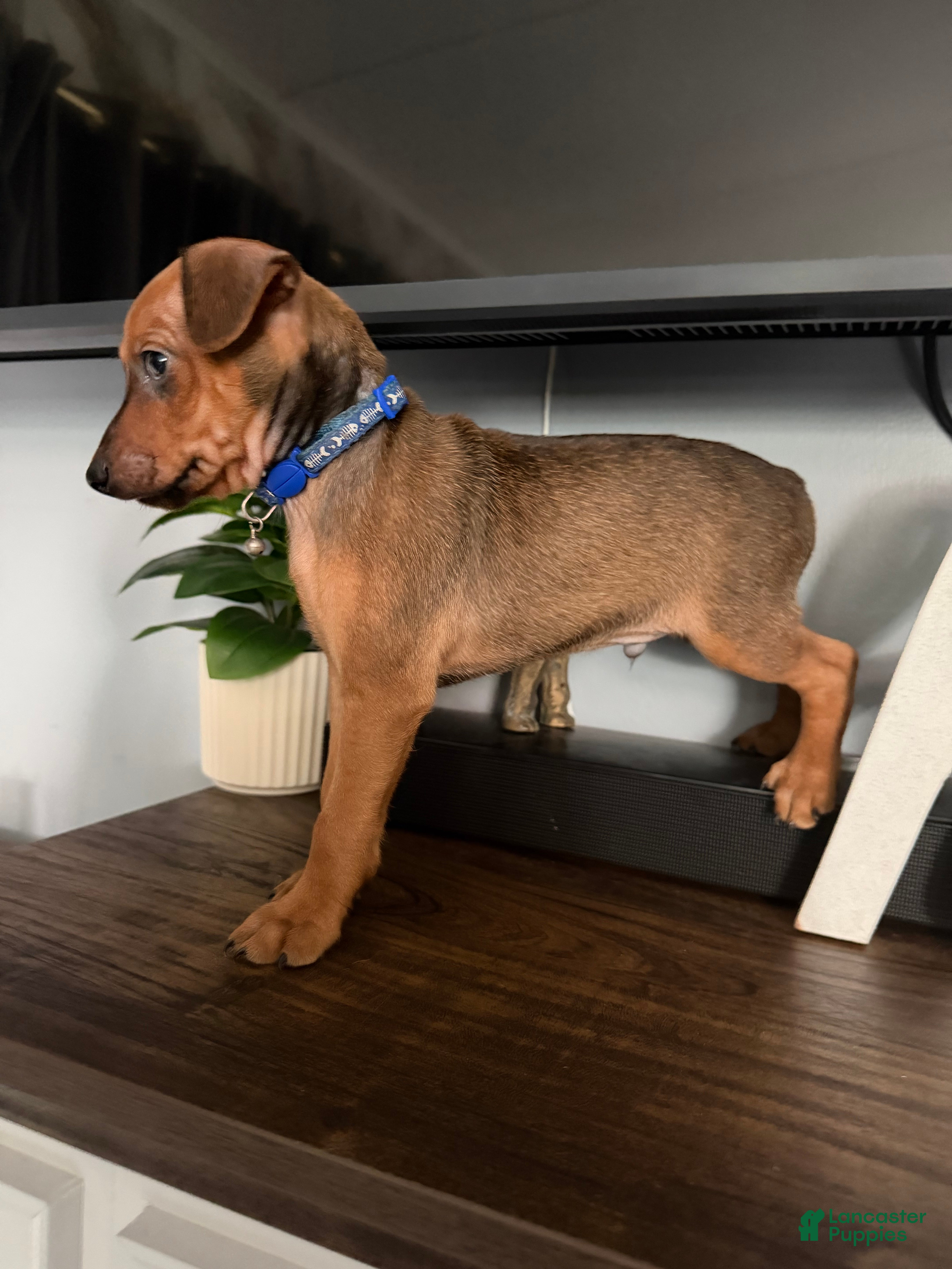 Miniature Pinscher dogs Miniature Pinscher 3 - Ad 21