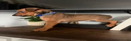 Miniature Pinscher dogs for sale: Miniature Pinscher 3 - Ad 1