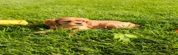 Cavalier King Charles Spaniel dogs for sale: Mildred - Ad 2