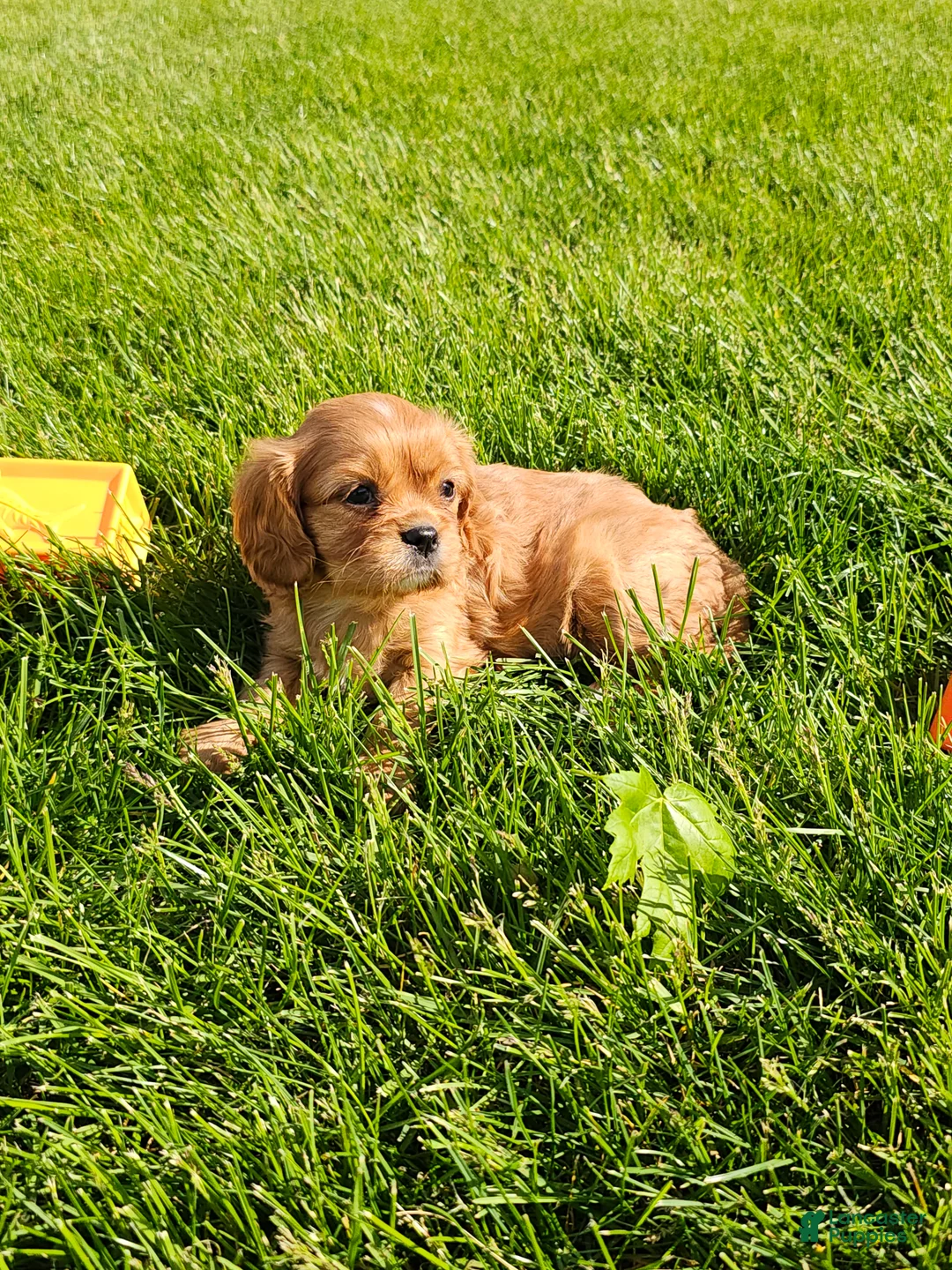 Cavalier King Charles Spaniel dogs for sale: Mildred - Ad 2