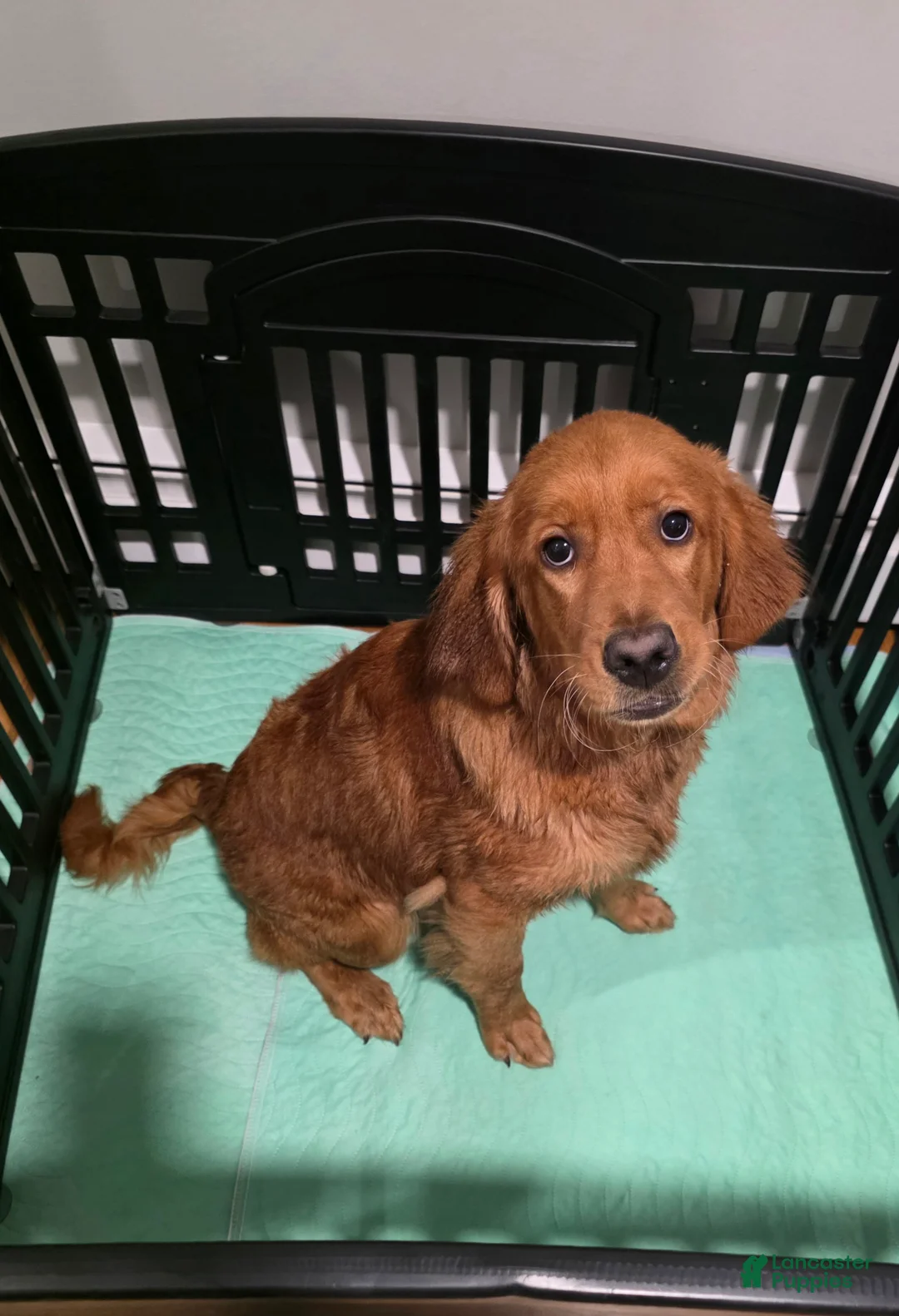 Golden Retriever dogs for sale: Golden Retriever 1 - Ad 1