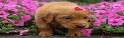 Golden Retriever dogs for sale: Quinton💙 - Ad 14