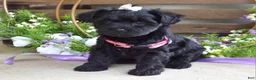 Yorkiepoo dogs for sale: Claire - Ad 3