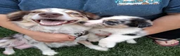Australian Shepherd dogs for sale: Junior - Ad 2
