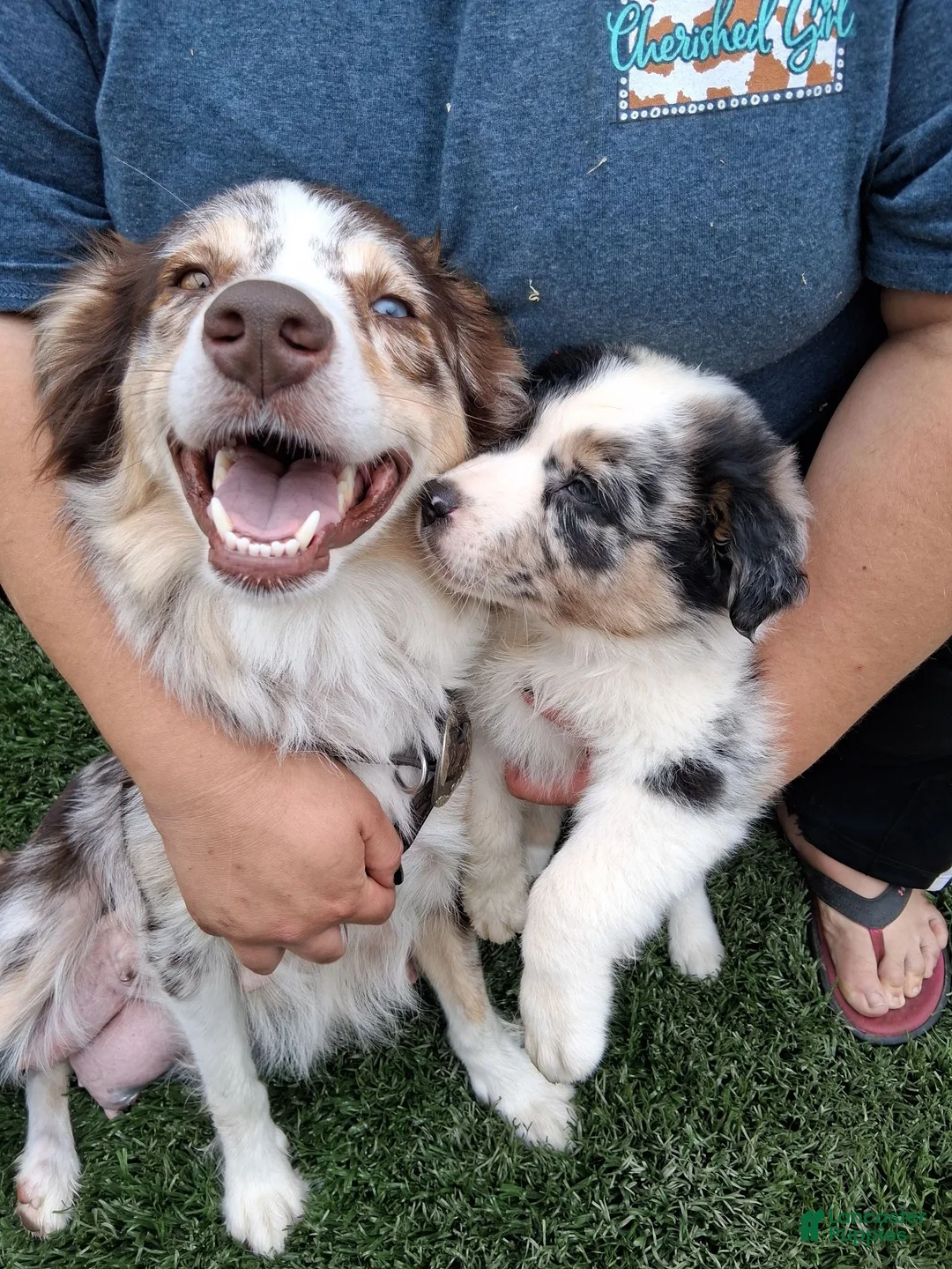 Australian Shepherd dogs for sale: Junior - Ad 2