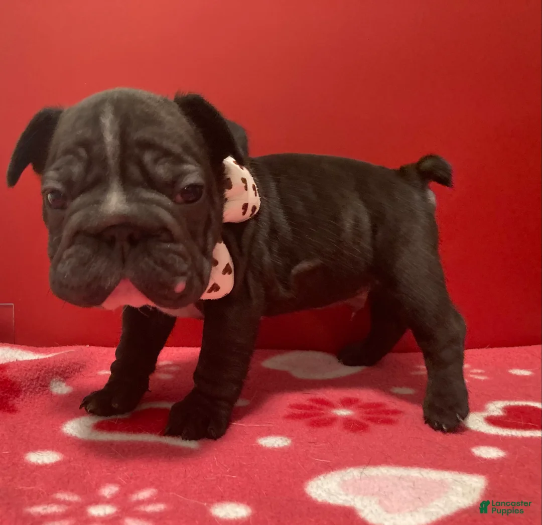 French Bulldog dogs for sale: Junior  - Ad 5