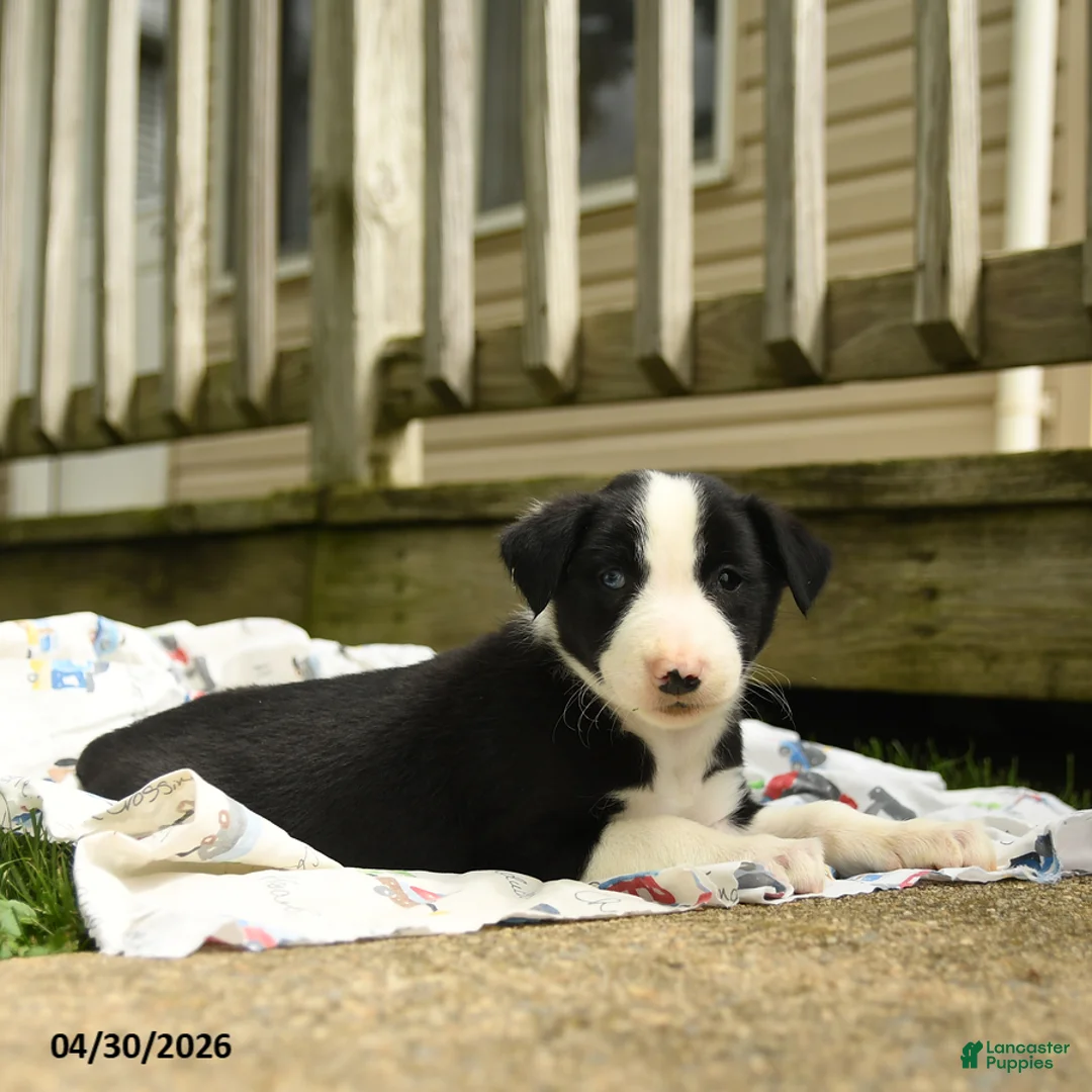 Border Collie dogs for sale: Hadley - Ad 2