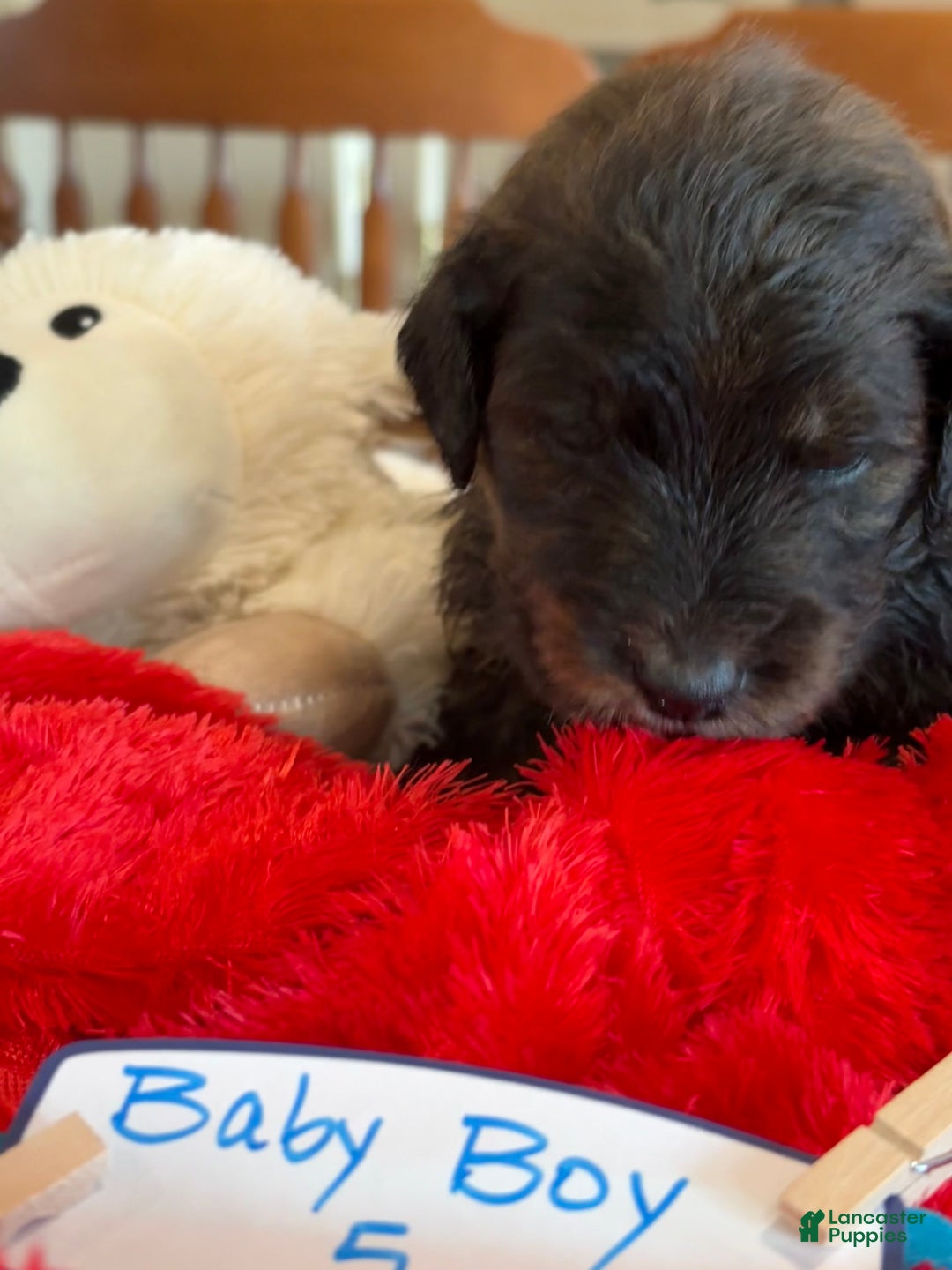 Mixed Breed dogs for sale: male # 5 English Shepherd Doodle  - Ad 3