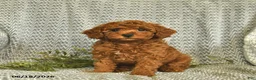 Miniature Poodle dogs for sale: Addie  - Ad 3