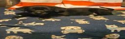 Border Collie dogs for sale: Charley (Blueish Eyes) - Ad 5