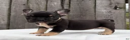 French Bulldog dogs for sale: Austin  - Ad 4