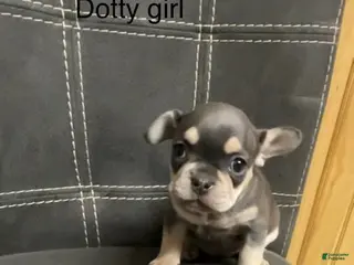 French Bulldog dogs Dotty Girl - Ad 11