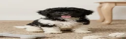 Shihpoo dogs for sale: Minnie - Ad 1