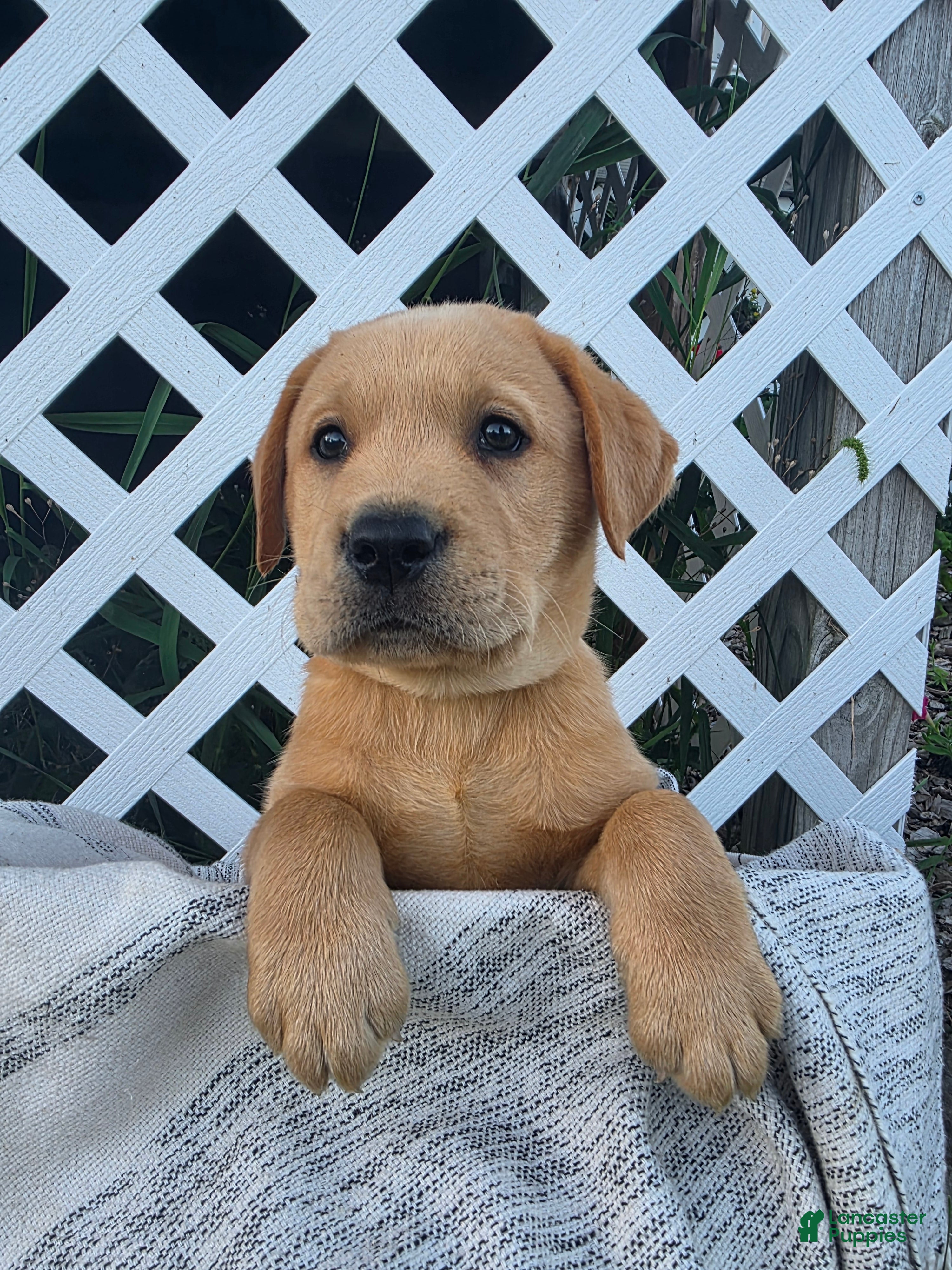 Labrador Retriever dogs Duke - Ad 1