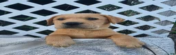 Labrador Retriever dogs for sale: Duke - Ad 1