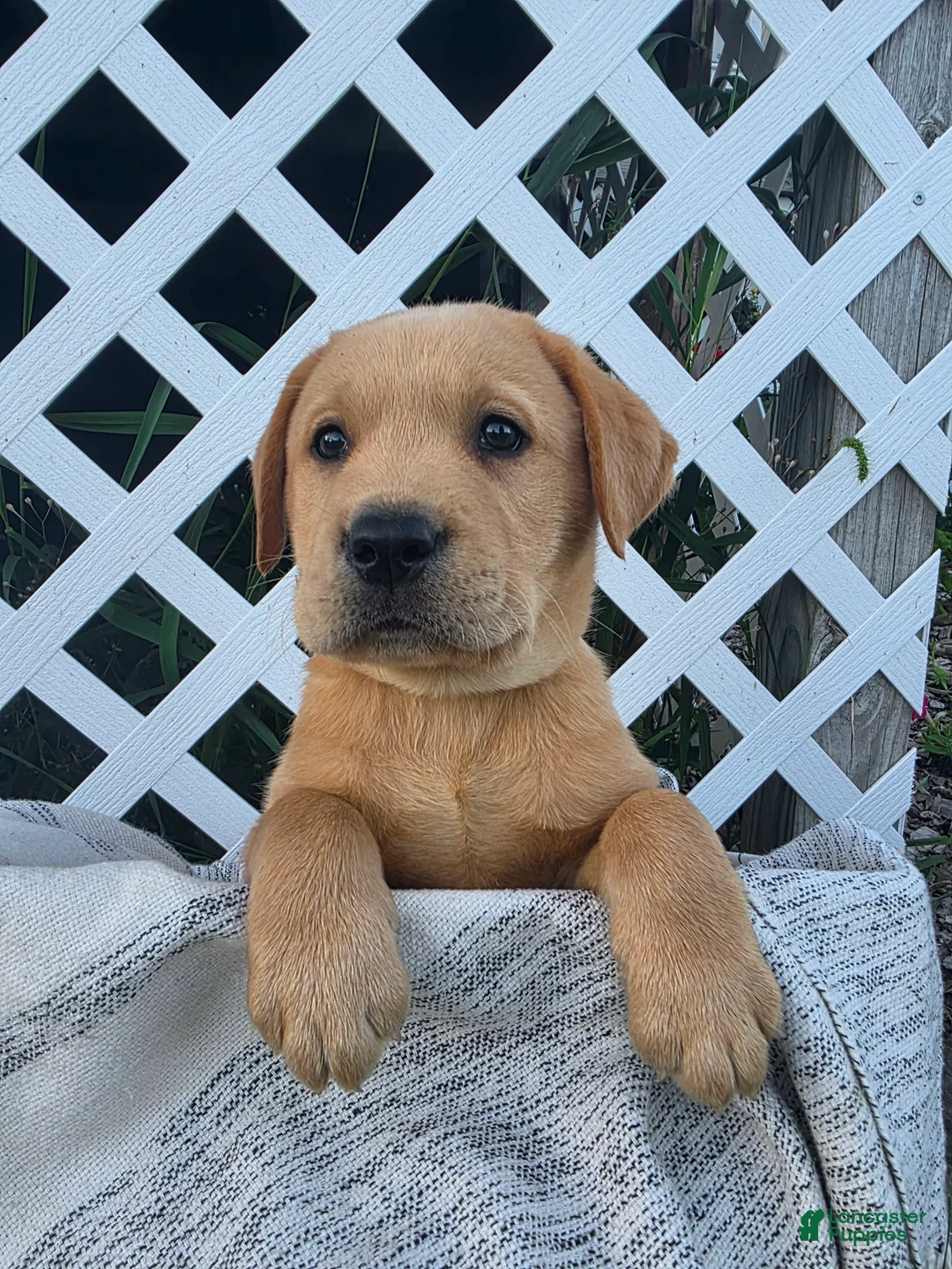 Labrador Retriever dogs for sale: Duke - Ad 1