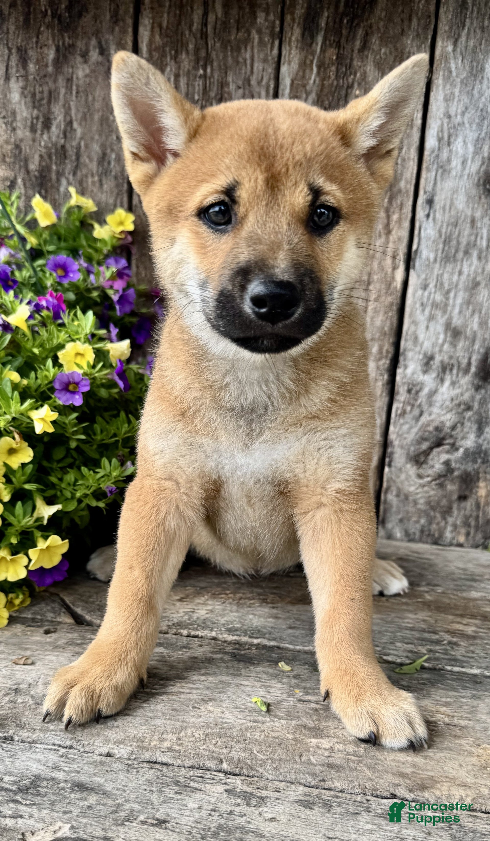 Shiba Inu dogs Tulip - Ad 2